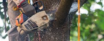 Best Seasonal Cleanup (Spring/Fall)  in Ferndale, CA