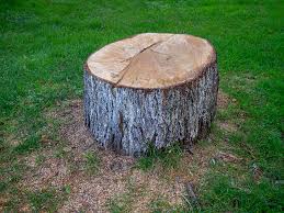  Ferndale, CA Tree Services Pros