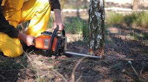 Trusted Ferndale, CA Tree Services Experts