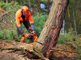 Best Pest Control for Lawns  in Ferndale, CA