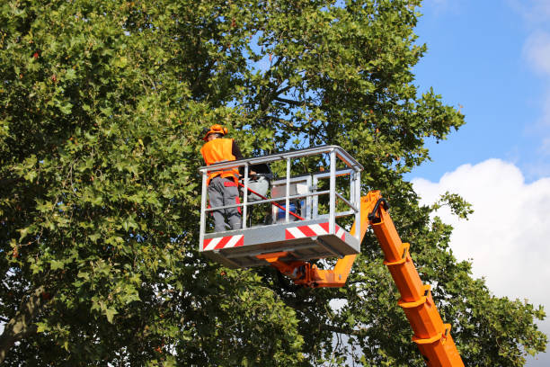 How Our Tree Care Process Works  in  Ferndale, CA