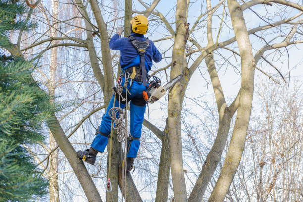 Best Tree Risk Assessment  in Ferndale, CA
