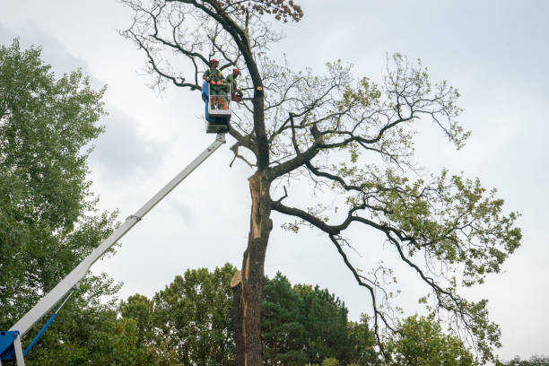 Best Hazardous Tree Removal  in Ferndale, CA