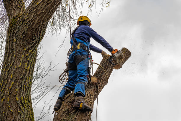 Best Tree Mulching  in Ferndale, CA