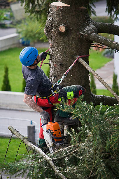 Best Arborist Consultation Services  in Ferndale, CA