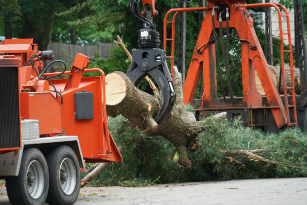 Best Tree and Shrub Care  in Ferndale, CA