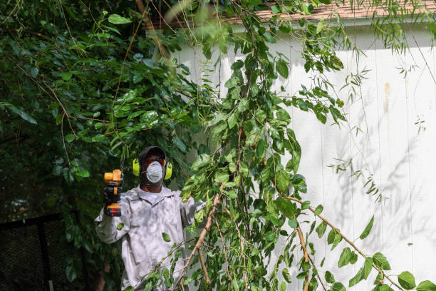 Best Fruit Tree Pruning  in Ferndale, CA