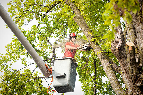 Best Utility Line Clearance  in Ferndale, CA