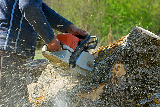 Best Lawn Watering Services  in Ferndale, CA